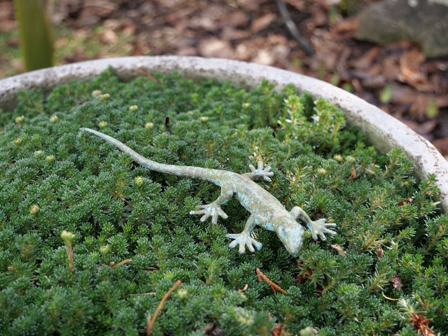 Detailaufnahme des Messing-Geckos auf Moosuntergrund, hochwertige Patina für authentischen Look.